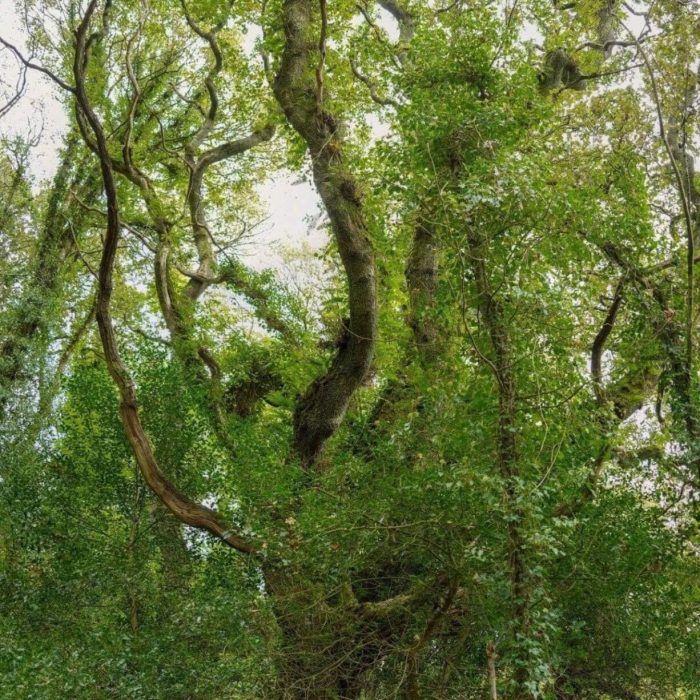 8165230B-E825-49DE-88CD-72F8101A0A7F